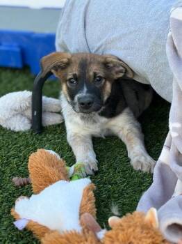 German Shepherd Dog and Mixed Breed Dogs Available for Adoption in Fort Worth, Texas - David | PetCurious