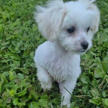 Teddy -  Shih Tzu Dog for Adoption in Tomah, Wisconsin - Teddy | PetCurious