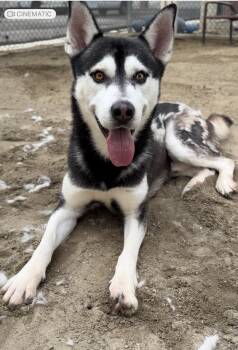 Siberian Husky Dogs Available for Adoption in Sheridan, Wyoming - Rufus | PetCurious