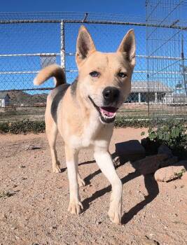 Odin -  Husky and German Shepherd Dog Dog for Adoption in San Tan Valley, Arizona - Odin | PetCurious