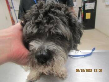 (324) -  Terrier Dog for Adoption in Marietta, Georgia - (324) | PetCurious