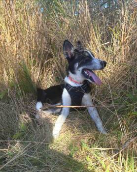 Rescue Border Collie and Husky Dogs for Adoption in Otis, Oregon - Spruce | PetCurious