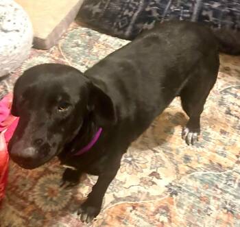 Labrador Retriever Dogs Available for Adoption - Maggie | PetCurious