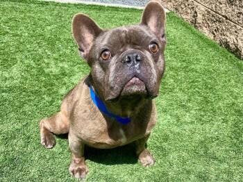 French Bulldog Dogs Available for Adoption in San Marcos, California - SAVE ME PLEASE! Frankfurter #A550606 | PetCurious