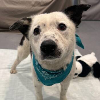 Mixed Breed Dogs Available for Adoption in Canal Winchester, Ohio - Heyward | PetCurious