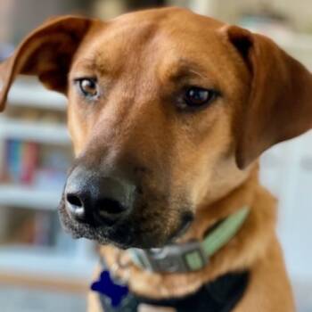 Rescue Mixed Breed Dogs for Adoption in Alabaster, Alabama - Jake #2 (In Foster) | PetCurious