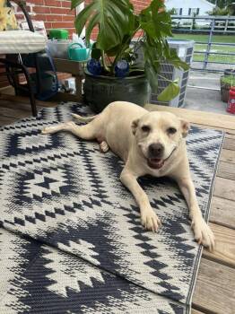 Rescue Terrier and Shepherd Dogs for Adoption in Beulaville, North Carolina - Harley | PetCurious