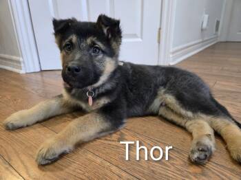Shepherd Dogs Available for Adoption - Thor | PetCurious