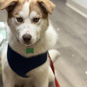 Husky Dogs Available for Adoption in Anchorage, Alaska - Ruger | PetCurious