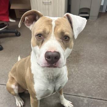 Banjo -  Pit Bull Terrier Dog for Adoption in Chattanooga, Tennessee - Banjo | PetCurious
