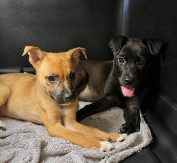 Jelly Bean -  American Staffordshire Terrier and Labrador Retriever Dog for Adoption in Princeton, Massachusetts - Jelly Bean | PetCurious