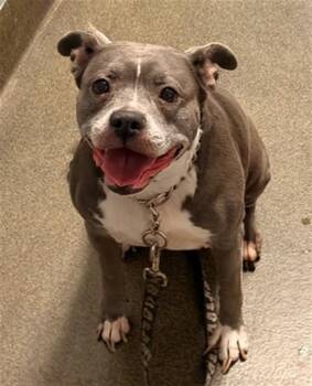 SOPHIA PETRILLO -  Mixed Breed Dog for Adoption in Jacksonville, Florida - SOPHIA PETRILLO | PetCurious
