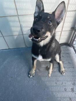 German Shepherd Dog and Mixed Breed Dogs Available for Adoption in Corpus Christi, Texas - GINGER SNAP | PetCurious