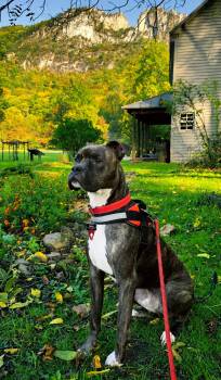 Ziggy -  American Staffordshire Terrier and Pit Bull Terrier Dog for Adoption in Baltimore, Maryland - Ziggy | PetCurious