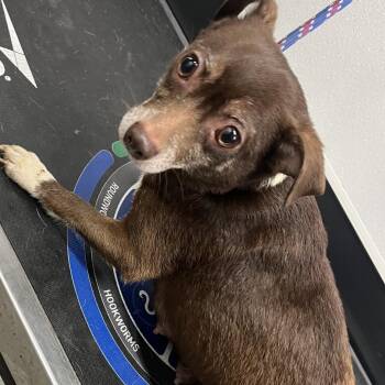 Chihuahua and Mixed Breed Dogs Available for Adoption in Tampa, Florida - Bambi | PetCurious
