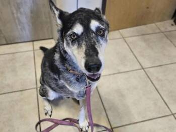 Duke -  Mixed Breed Dog for Adoption in Georgetown, Texas - Duke | PetCurious