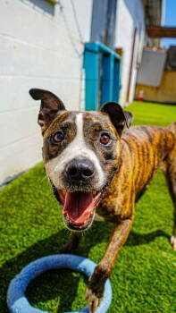 Rescue Boxer Dogs for Adoption in San Diego, California - Ace | PetCurious