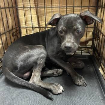 Silco -  Terrier and Mixed Breed Dog for Adoption in Laredo, Texas - Silco | PetCurious