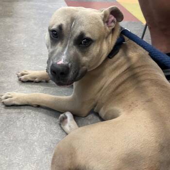lindo -  Mixed Breed Dog for Adoption in Philadelphia, Pennsylvania - Lindo | PetCurious