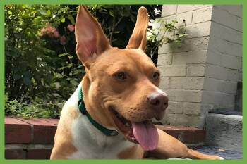 American Staffordshire Terrier and German Shepherd Dog Dogs Available for Adoption in Amherst, Massachusetts - Jasmine | PetCurious