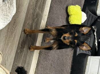 Rescue Yorkshire Terrier and Miniature Pinscher Dogs for Adoption in Brownstown, Indiana - Elsie | PetCurious