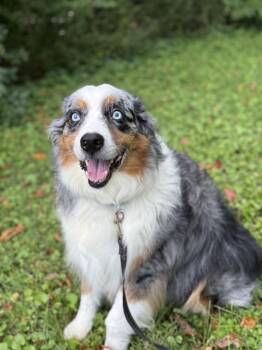 1196 Shadow Blue -  Australian Shepherd Dog for Adoption in Ringwood, Illinois - 1196 Shadow Blue | PetCurious
