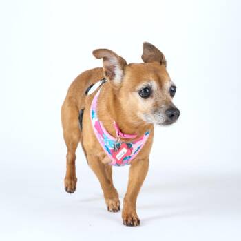 Dachshund and Chihuahua Dogs Available for Adoption in San Francisco, California - Darling 14043 | PetCurious