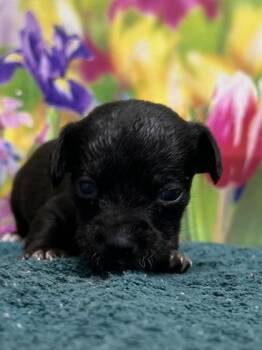 Chihuahua and Mixed Breed Dogs Available for Adoption in San Antonio, Texas - Zinger | PetCurious