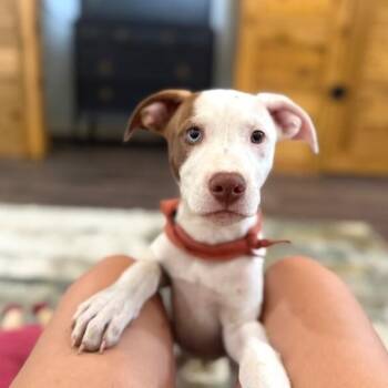 Joel Tigre -  Pit Bull Terrier and Labrador Retriever Dog for Adoption in Friendswood, Texas - Joel Tigre | PetCurious