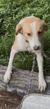 Strawberry Jam -  Collie Dog for Adoption in Boston, Massachusetts - Strawberry Jam | PetCurious