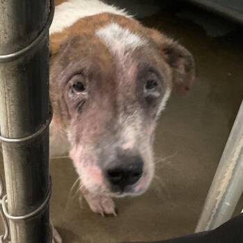 Doc -  Mixed Breed Dog for Adoption in Saint Joseph, Missouri - Doc | PetCurious