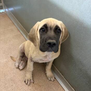 Hercules -  Mastiff Dog for Adoption in Ardmore, Oklahoma - Hercules | PetCurious