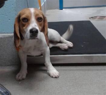 BLUEY -  Beagle and Mixed Breed Dog for Adoption in Albuquerque, New Mexico - BLUEY | PetCurious