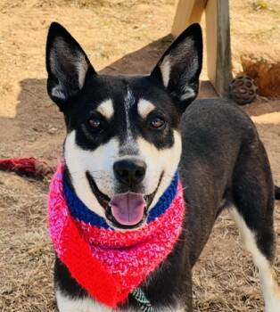 Rescue Cattle Dog and Mixed Breed Dogs for Adoption in Seneca, South Carolina - Ridge $85 | PetCurious