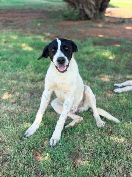 Striper -  Black Mouth Cur Dog for Adoption in Dripping Springs, Texas - Striper | PetCurious
