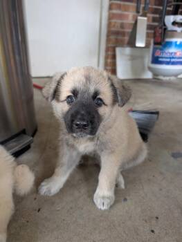 Jovan -  German Shepherd Dog and Great Pyrenees Dog for Adoption in Rome, Georgia - Jovan | PetCurious