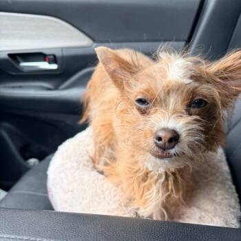 Miso -  Yorkshire Terrier and Mixed Breed Dog for Adoption in Sacramento, California - Miso | PetCurious