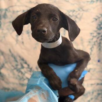 Monte Carlo -  Hound and Labrador Retriever Dog for Adoption in San Antonio, Texas - Monte Carlo | PetCurious