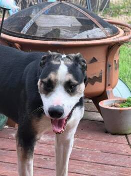 Mixed Breed Dogs Available for Adoption in Syracuse, New York - Andy | PetCurious