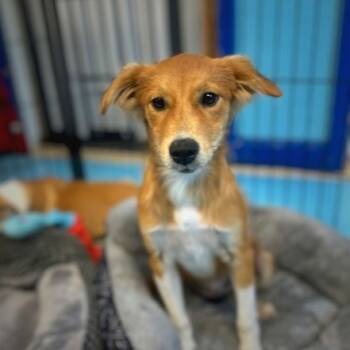 Rescue Mixed Breed Dogs for Adoption in Poplar Bluff, Missouri - Mary Kate | PetCurious