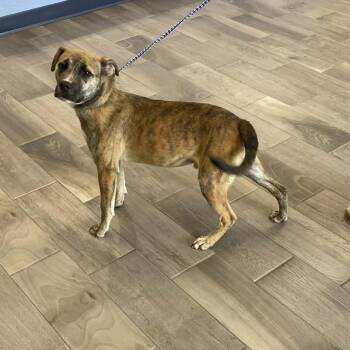 American Staffordshire Terrier Dogs Available for Adoption in Nevada, Missouri - James | PetCurious