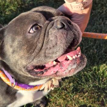 Falafel -  French Bulldog Dog for Adoption in Plainfield, Illinois - Falafel | PetCurious