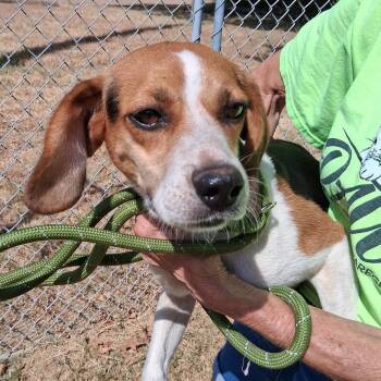 Melvin -  Beagle Dog for Adoption in Denison, Texas - Melvin | PetCurious