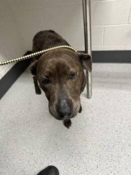 Mixed Breed Dogs Available for Adoption in Oakland, California - Ardelle | PetCurious