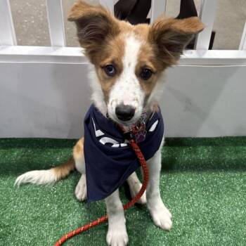 Rinny -  Australian Shepherd and Corgi Dog for Adoption - Rinny | PetCurious
