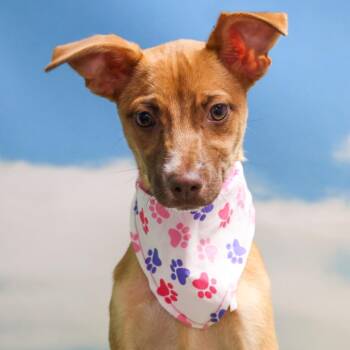 Cookie -  Chihuahua and Mixed Breed Dog for Adoption in Casa Grande, Arizona - Cookie | PetCurious