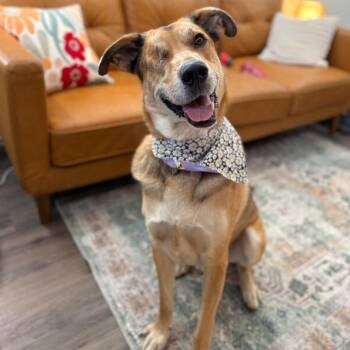 German Shepherd Dog and Shepherd Dogs Available for Adoption in Friendswood, Texas - Uno The One Eyed Wonder | PetCurious