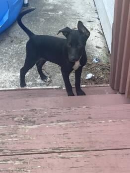 Rescue Terrier Dogs for Adoption in San Antonio, Texas - MILO | PetCurious