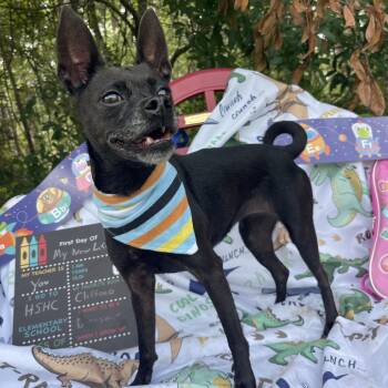 Layla -  Mixed Breed Dog for Adoption in Sarasota, Florida - Layla | PetCurious