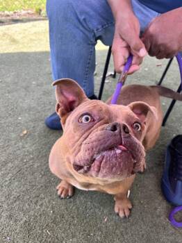 American Bulldog Dogs Available for Adoption in Charlotte, North Carolina - MRS. BEASLEY | PetCurious